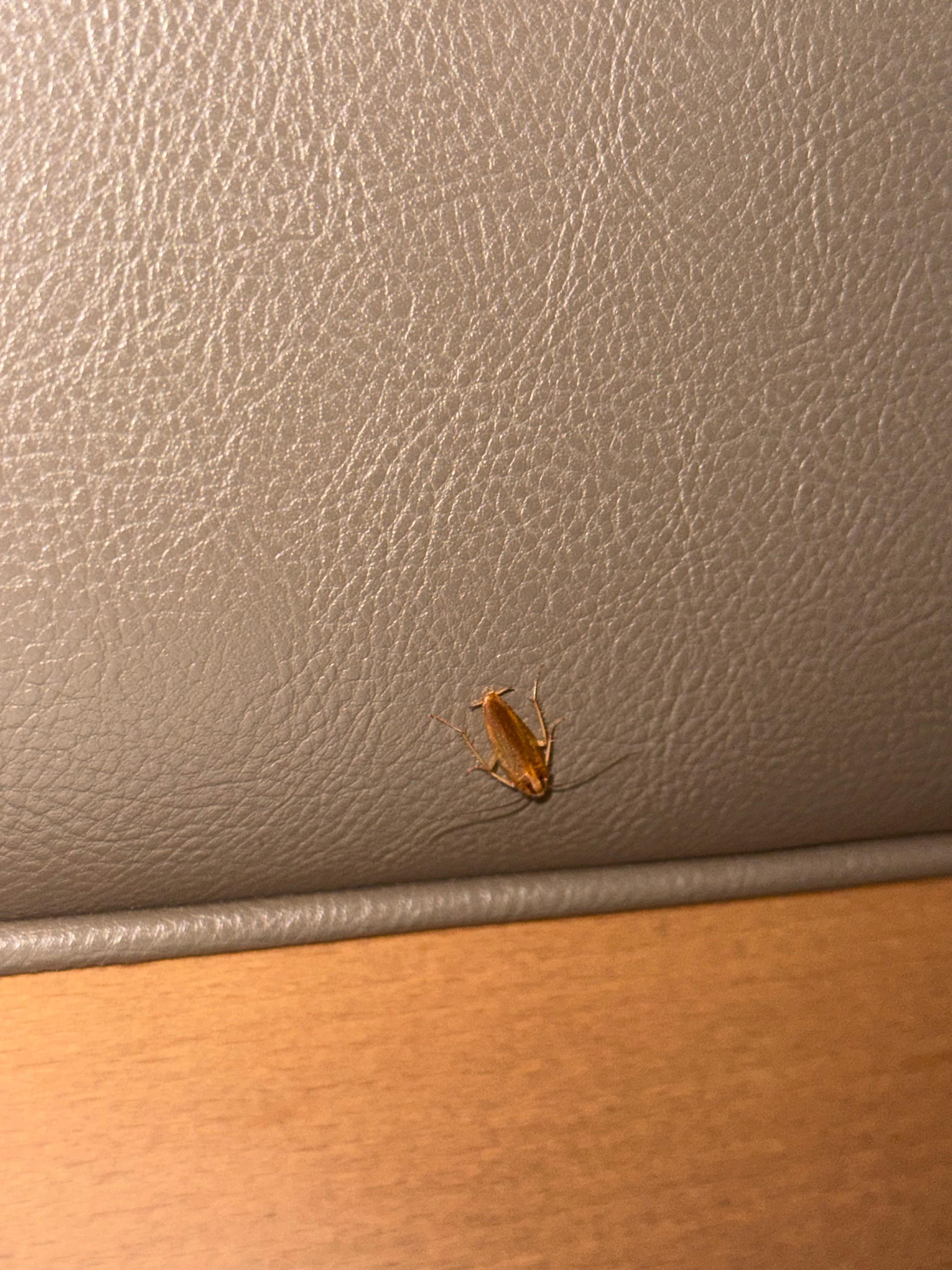 Roach