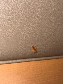 Roach