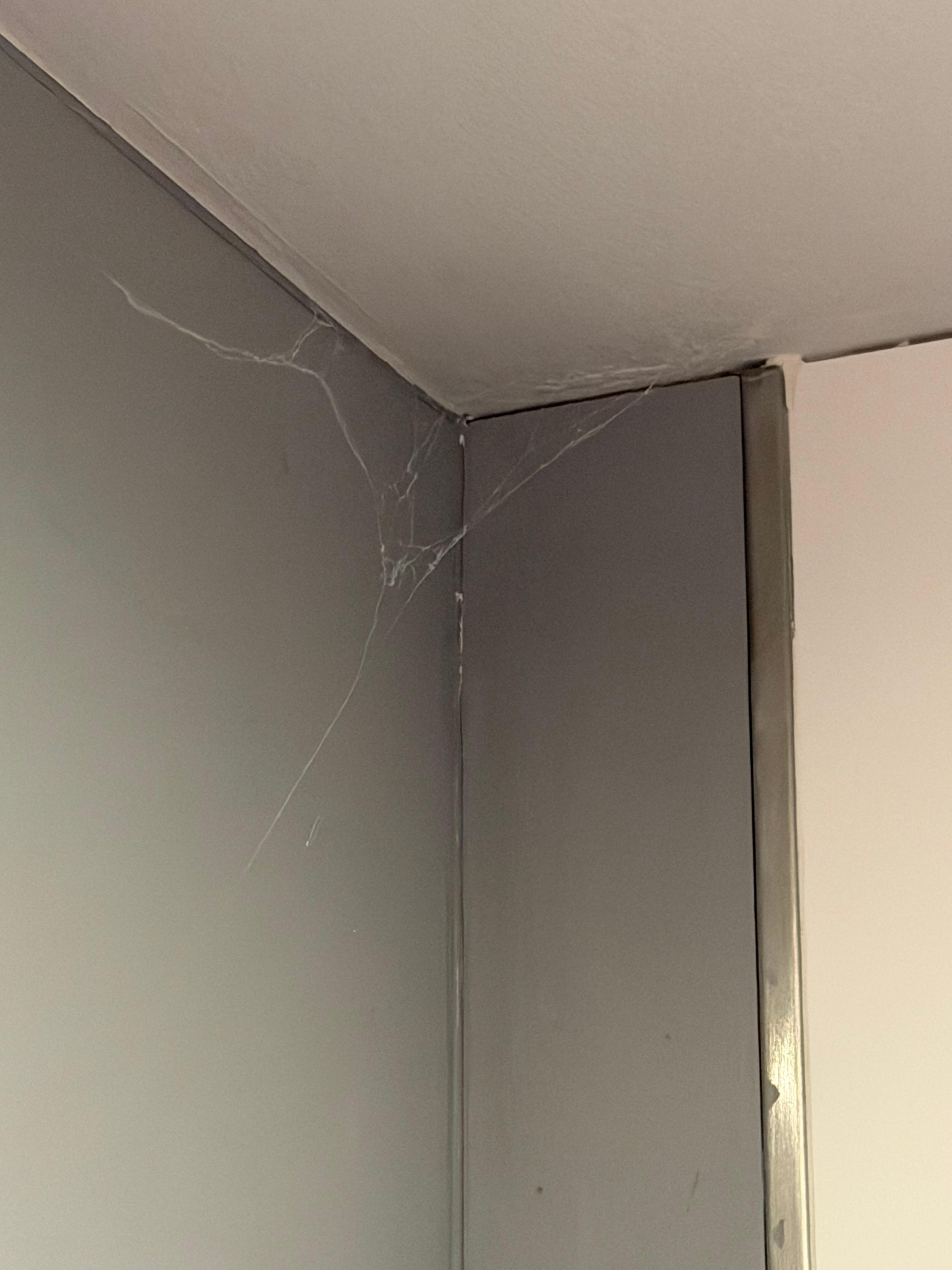 Spinnen netz überall im bad und auch im zimmer das kann mann ja nicht übersehn