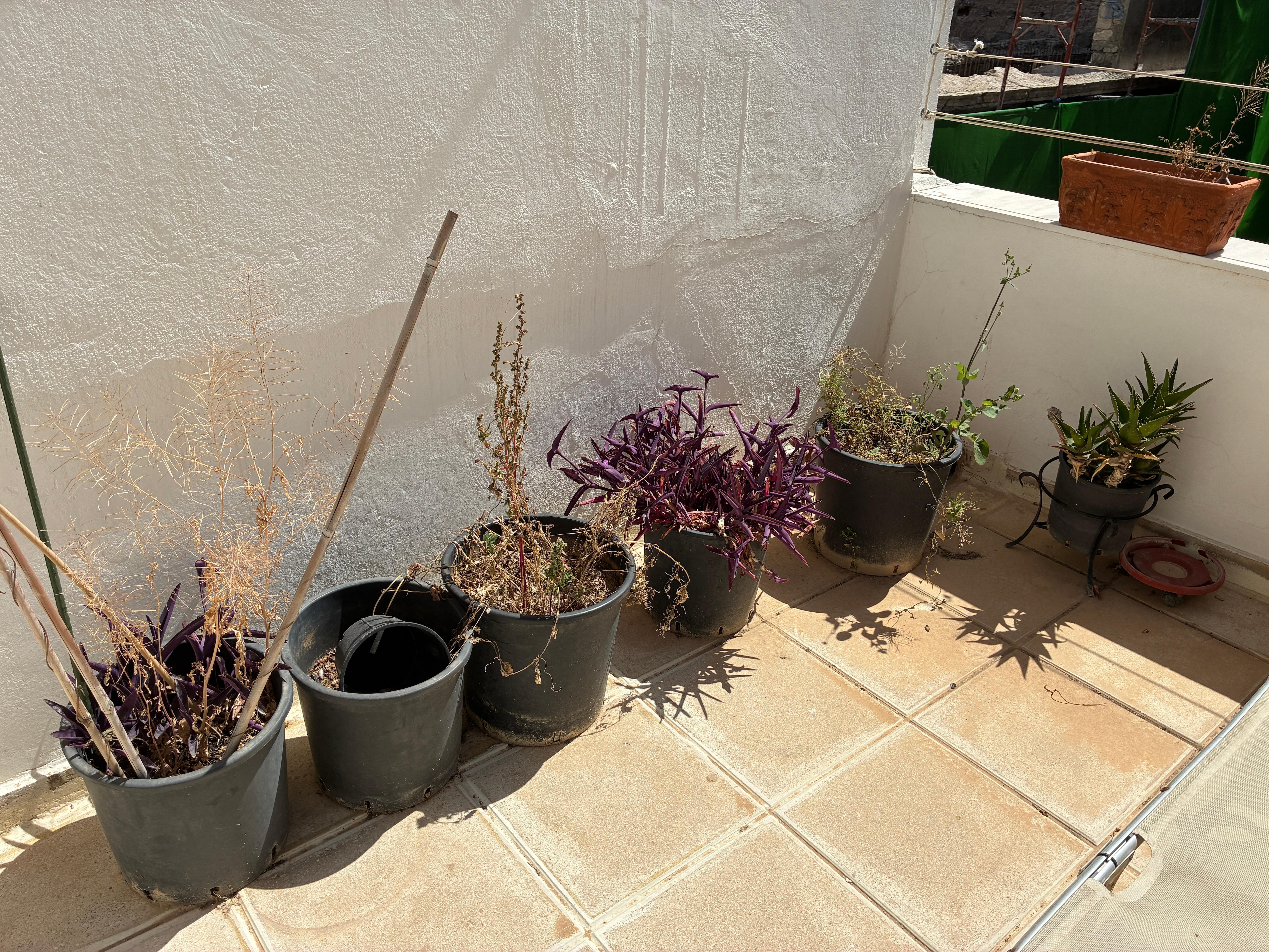 The plants were half dead at best on the rooftop Terrace.