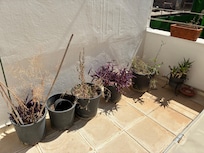 The plants were half dead at best on the rooftop Terrace.