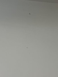 Spiders on the wall