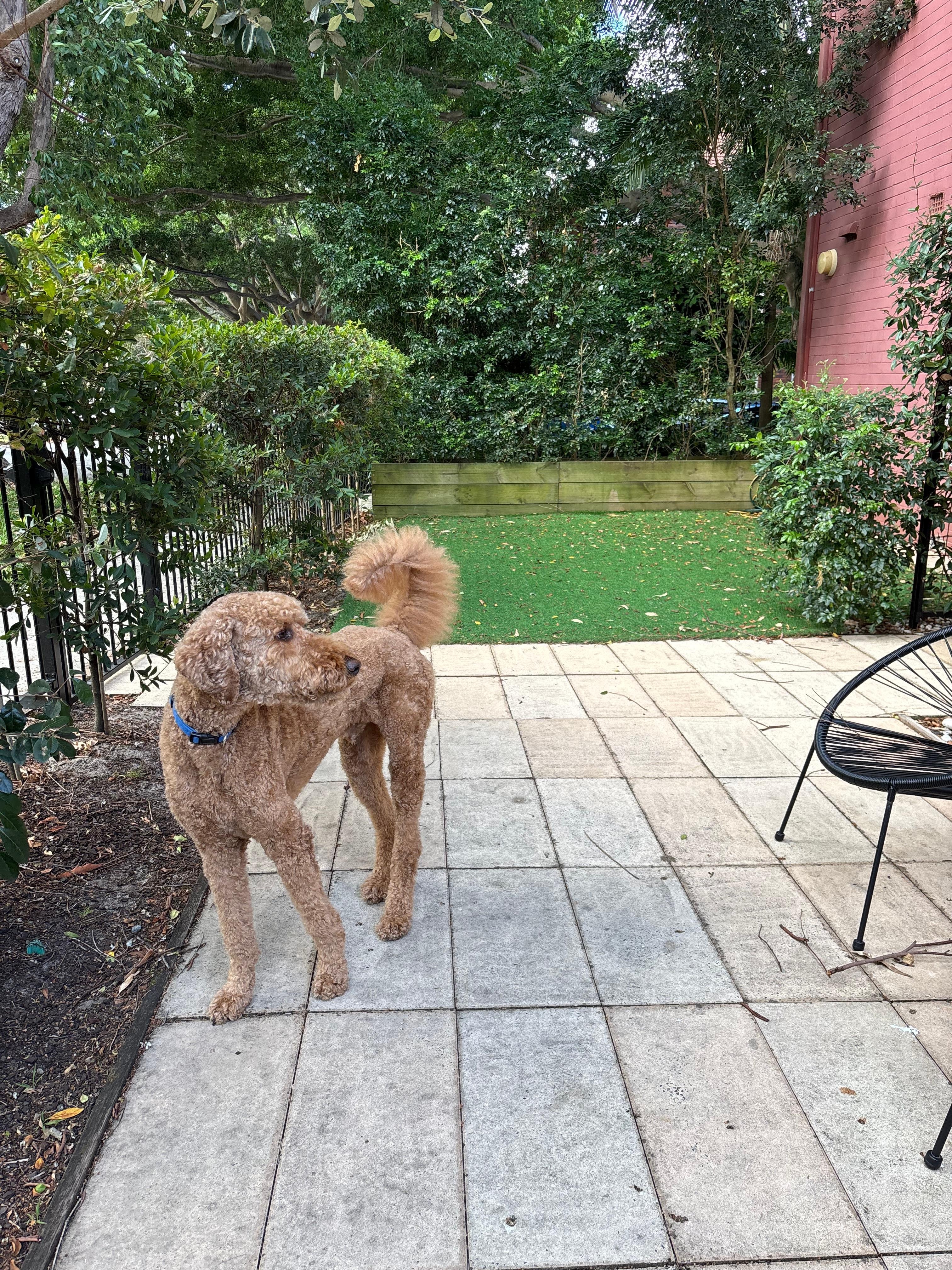 Mr Rufus enjoying the courtyard 