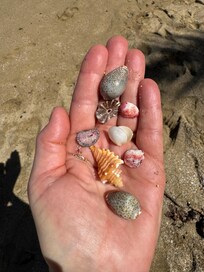 Treasures on the beach