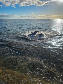 Sea lions on the beach