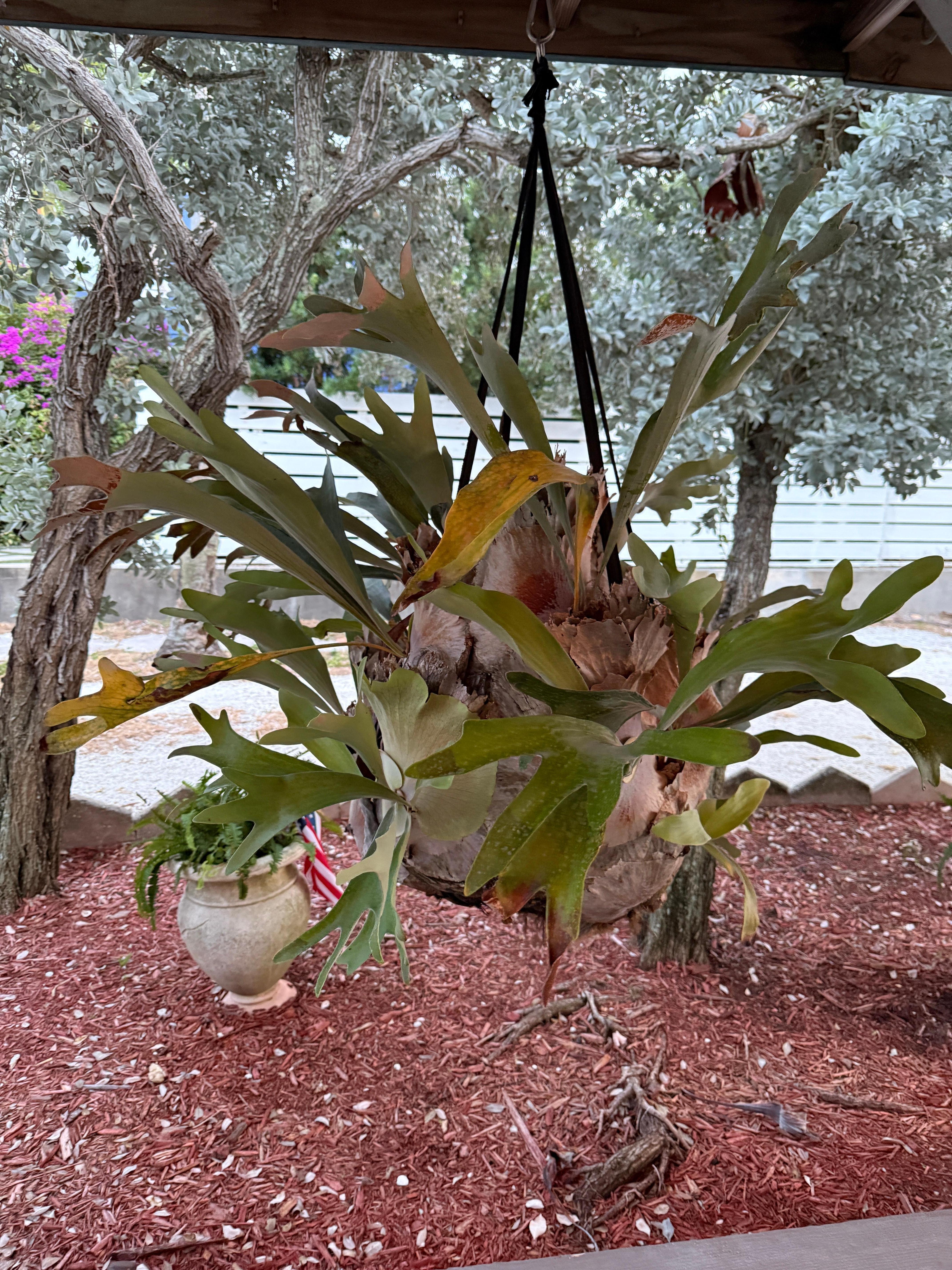 A cool plant under the gazebo