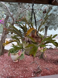 A cool plant under the gazebo