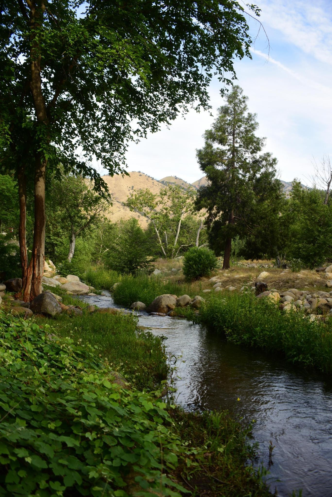This is taken of the creek in back of the house. 