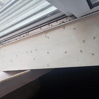 Gnats graveyard