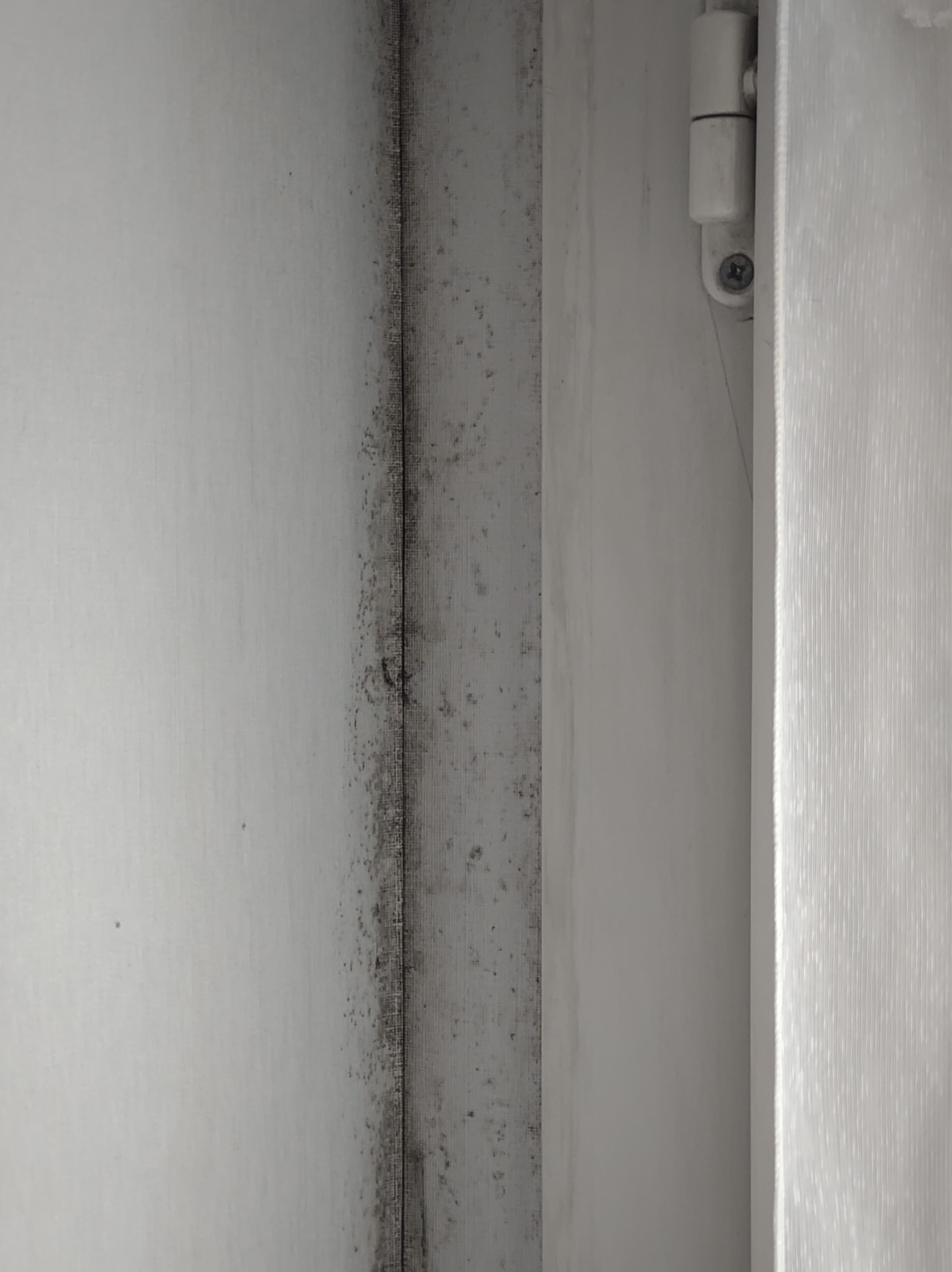 Black mold all over the window seals.