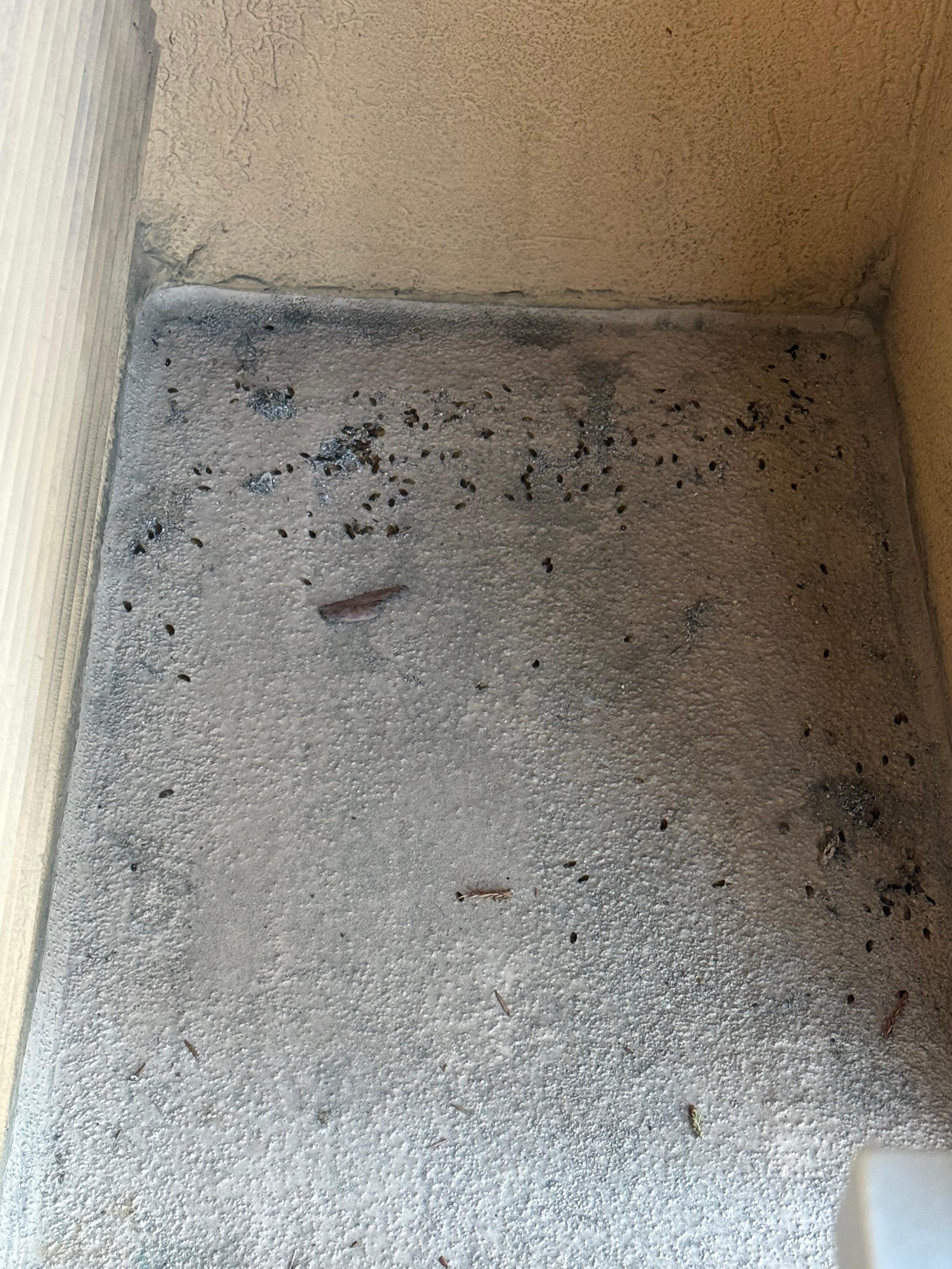 Rat droppings in balcony