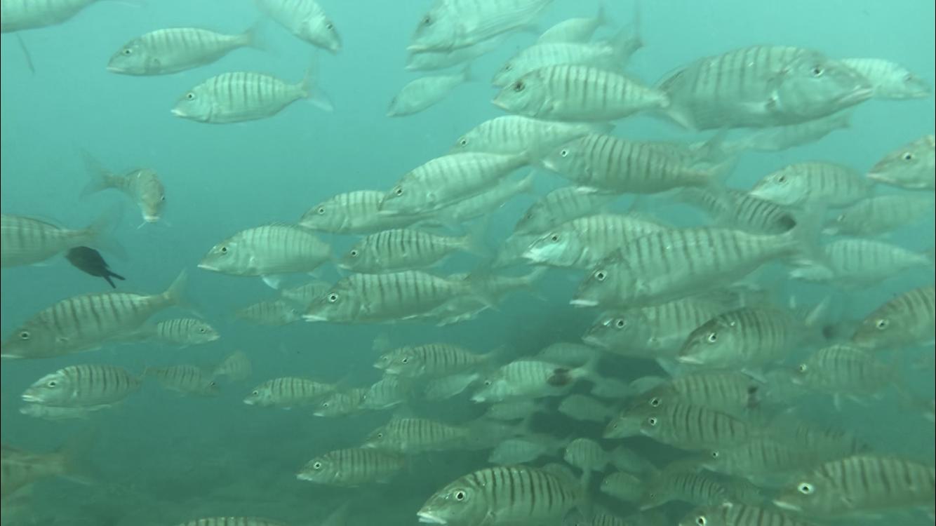 Fishes only a few meters underwater at the local beach 