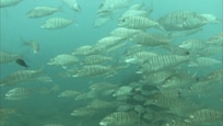 Fishes only a few meters underwater at the local beach