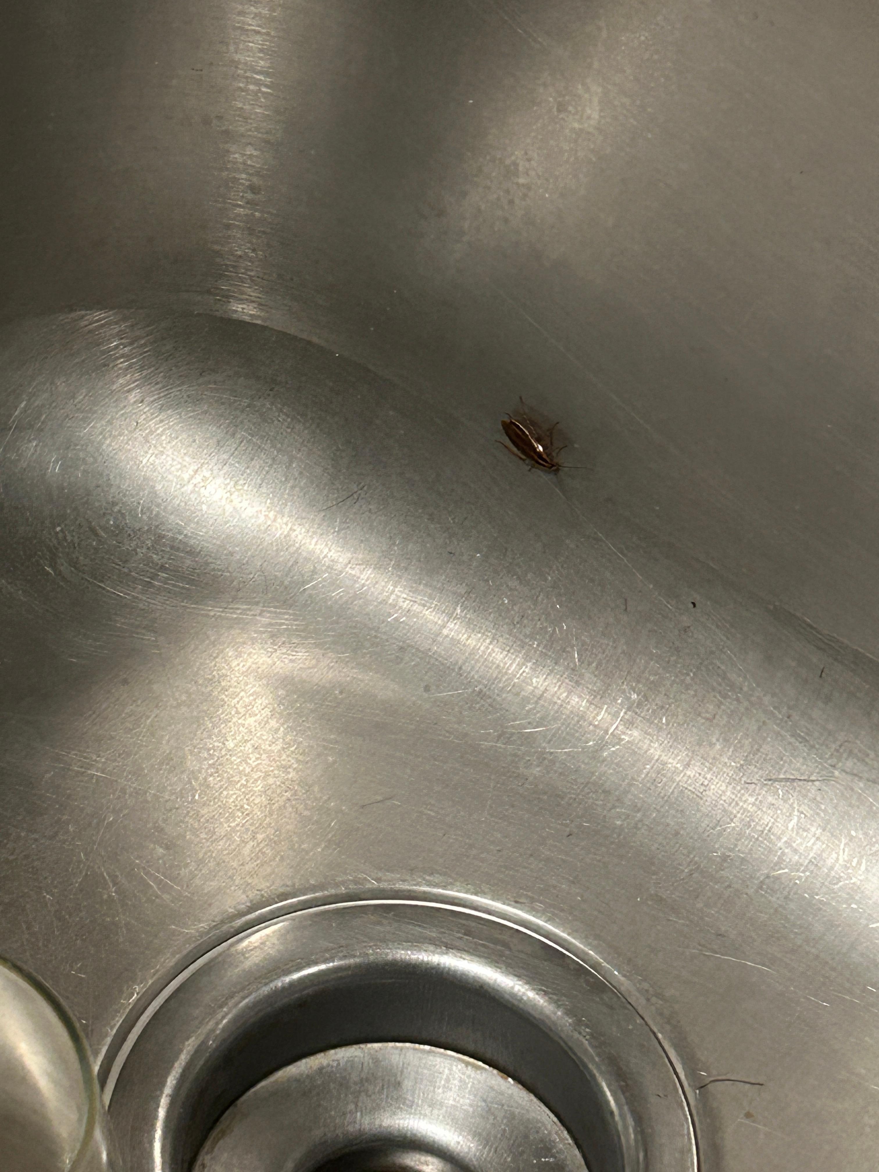 Kakerlake in der spüle 