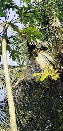 Mama and baby monkey