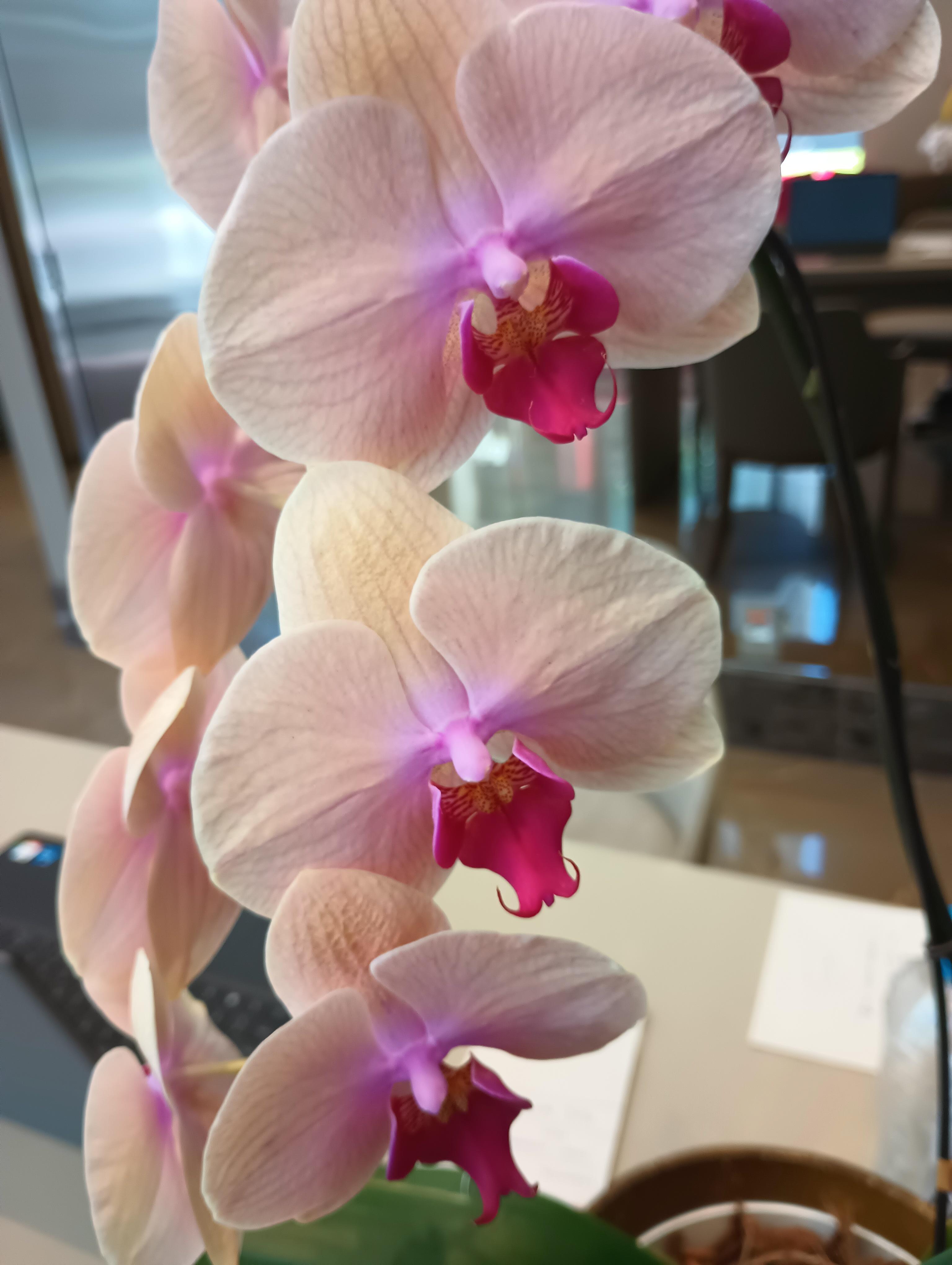 Lobby is decorated with orchids