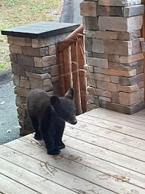 Front porch visitor.