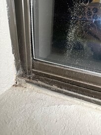 Spider web (with a live spider) in the window