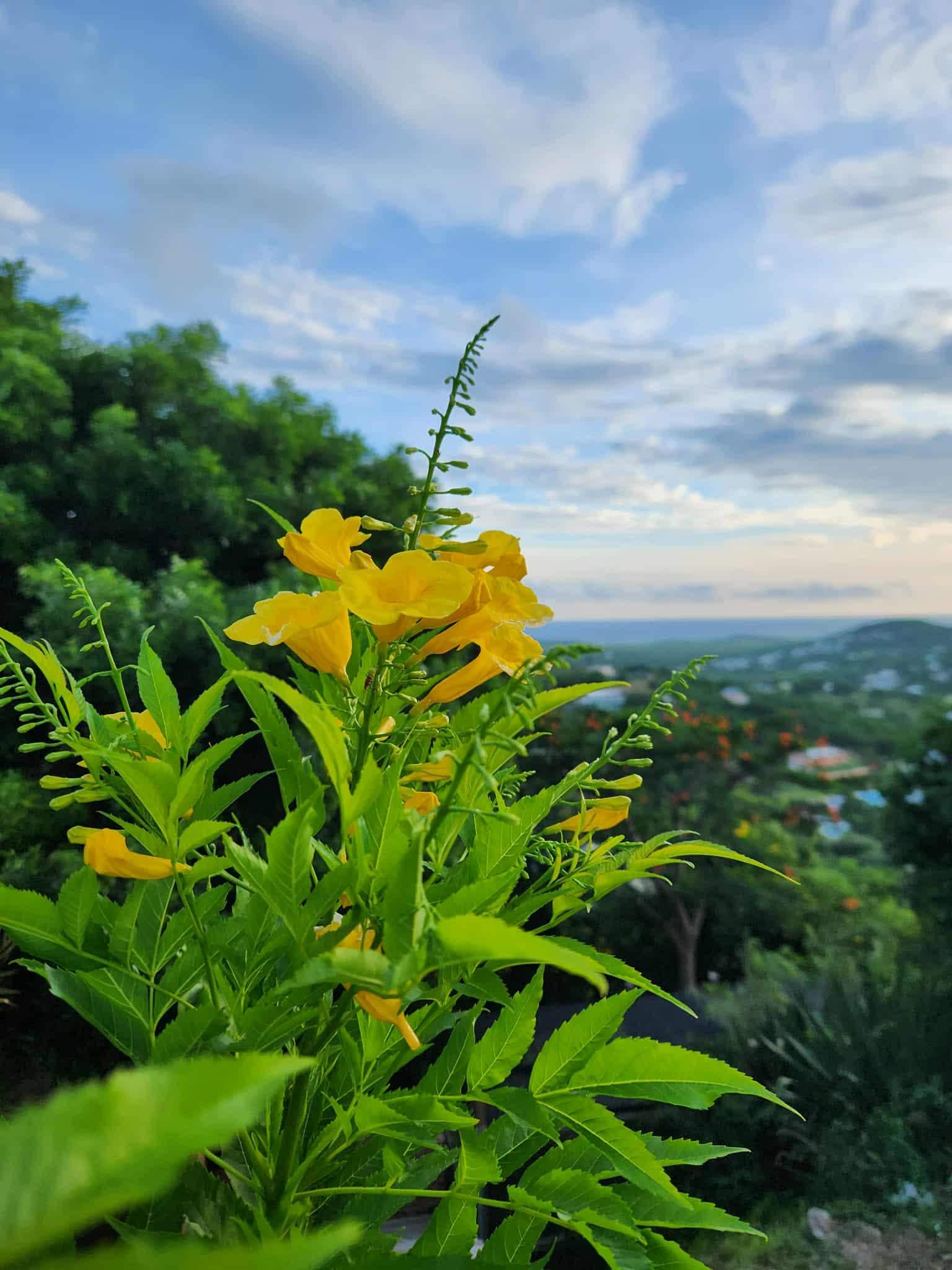 Beautiful flowers all around the patio. 