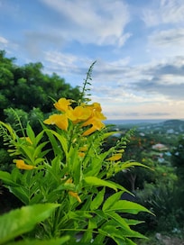 Beautiful flowers all around the patio.