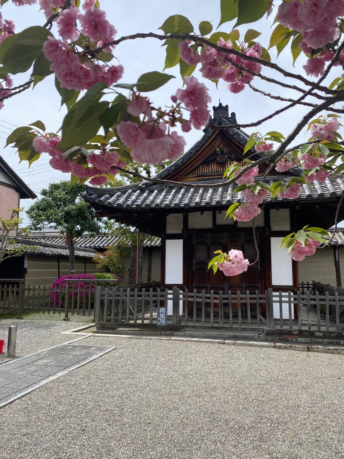 blossoms still around