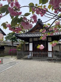 blossoms still around