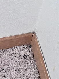 Dead bugs and live spiders everywhere. Downstairs queen bedroom. This had apparently been vacuumed the same day.