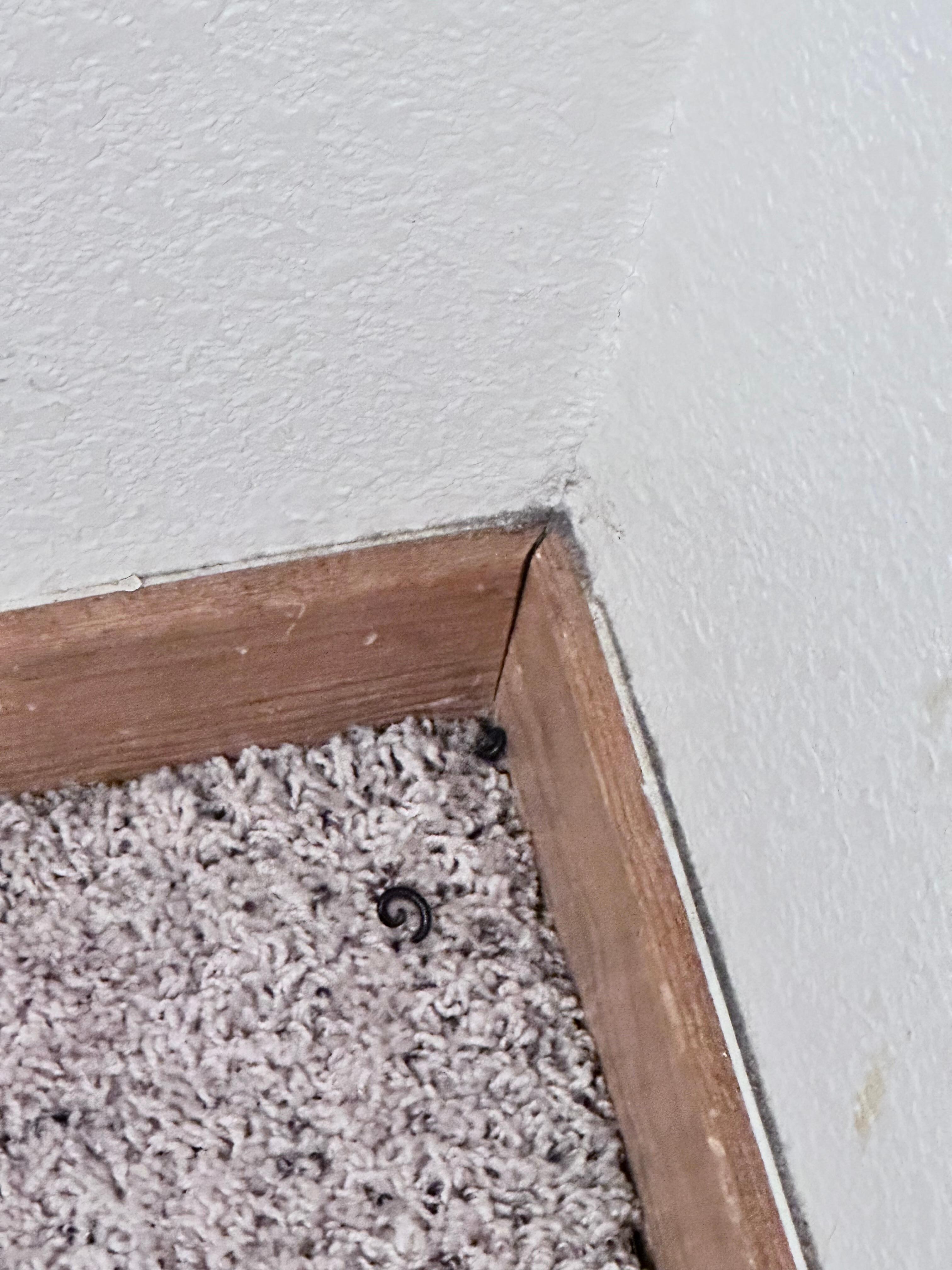 Dead bugs and live spiders everywhere. Downstairs queen bedroom. This had apparently been vacuumed the same day. 