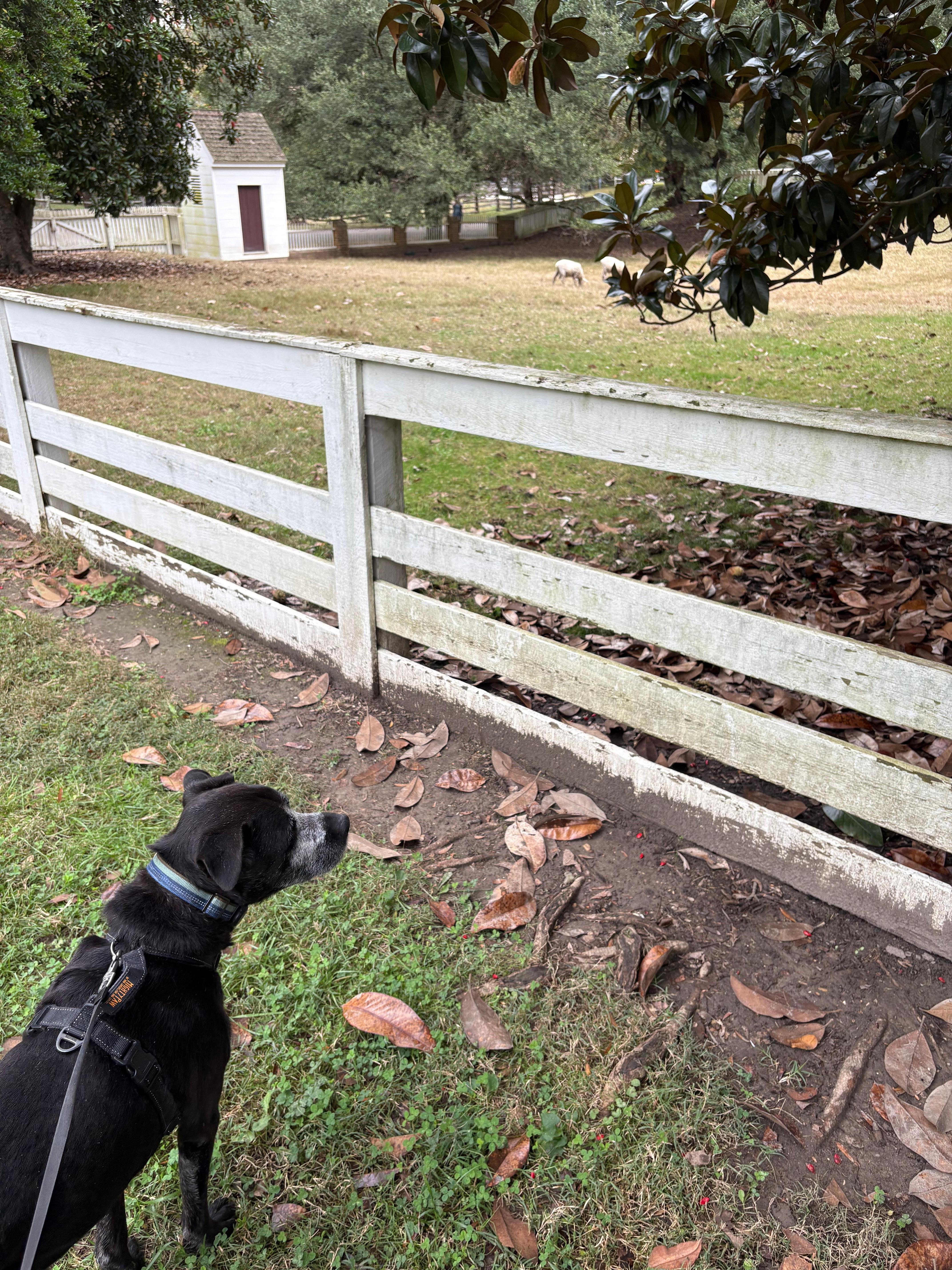 Exploring Colonial Williamsburg