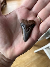 Another large sharks tooth found in front of the condo