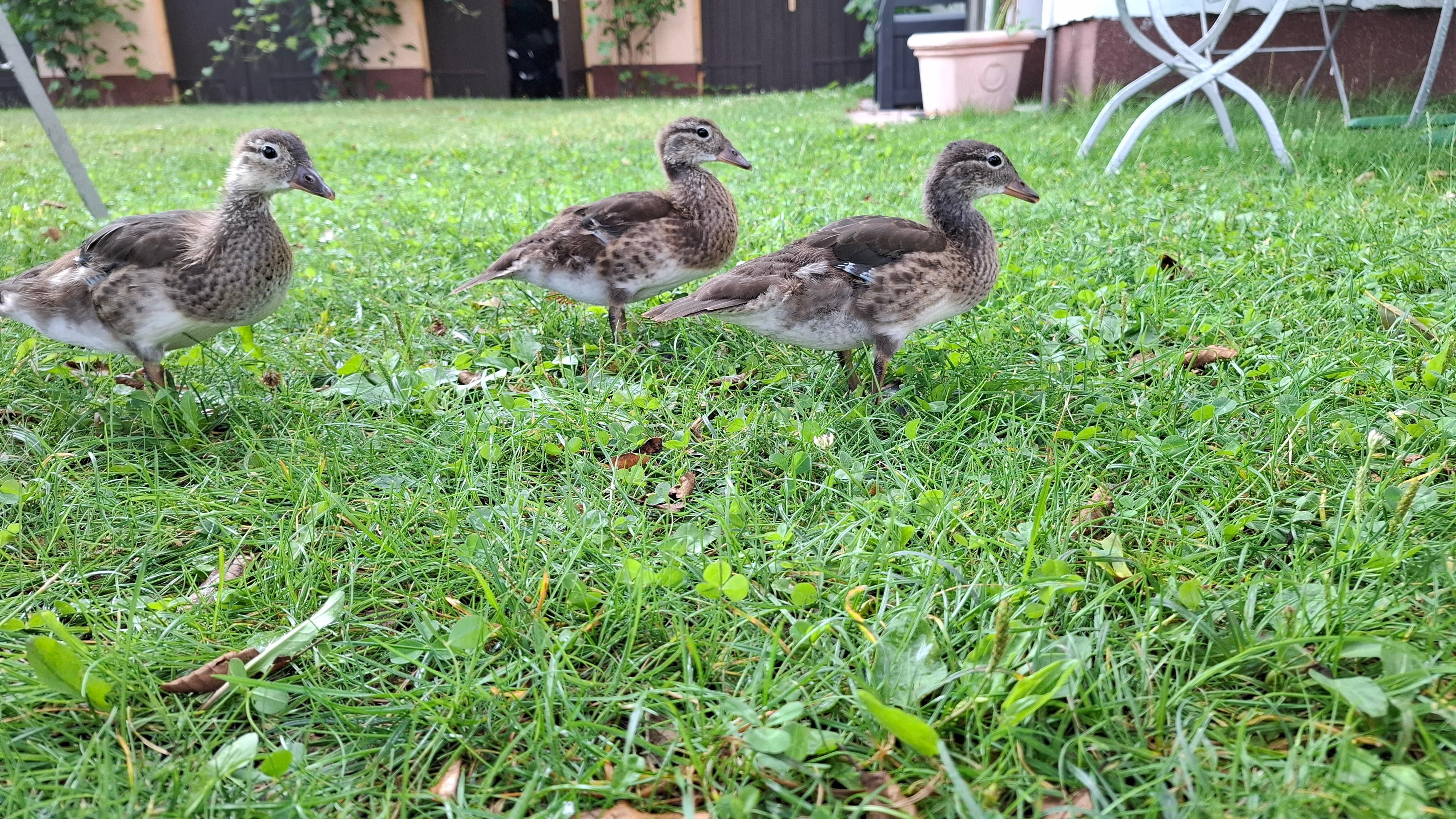 Täglicher Besuch der Enten