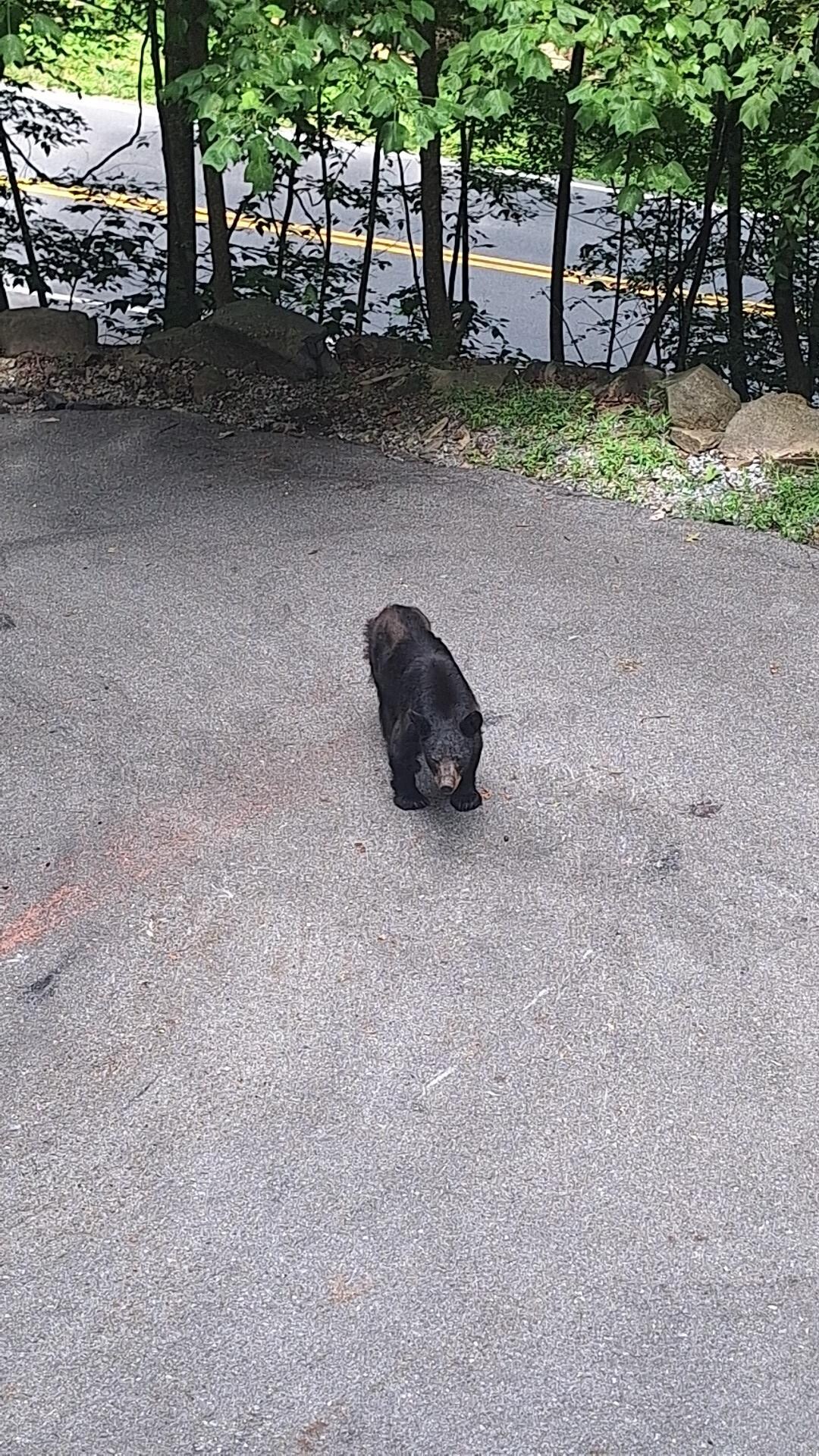 Bear #2 outside cabin "Bob"