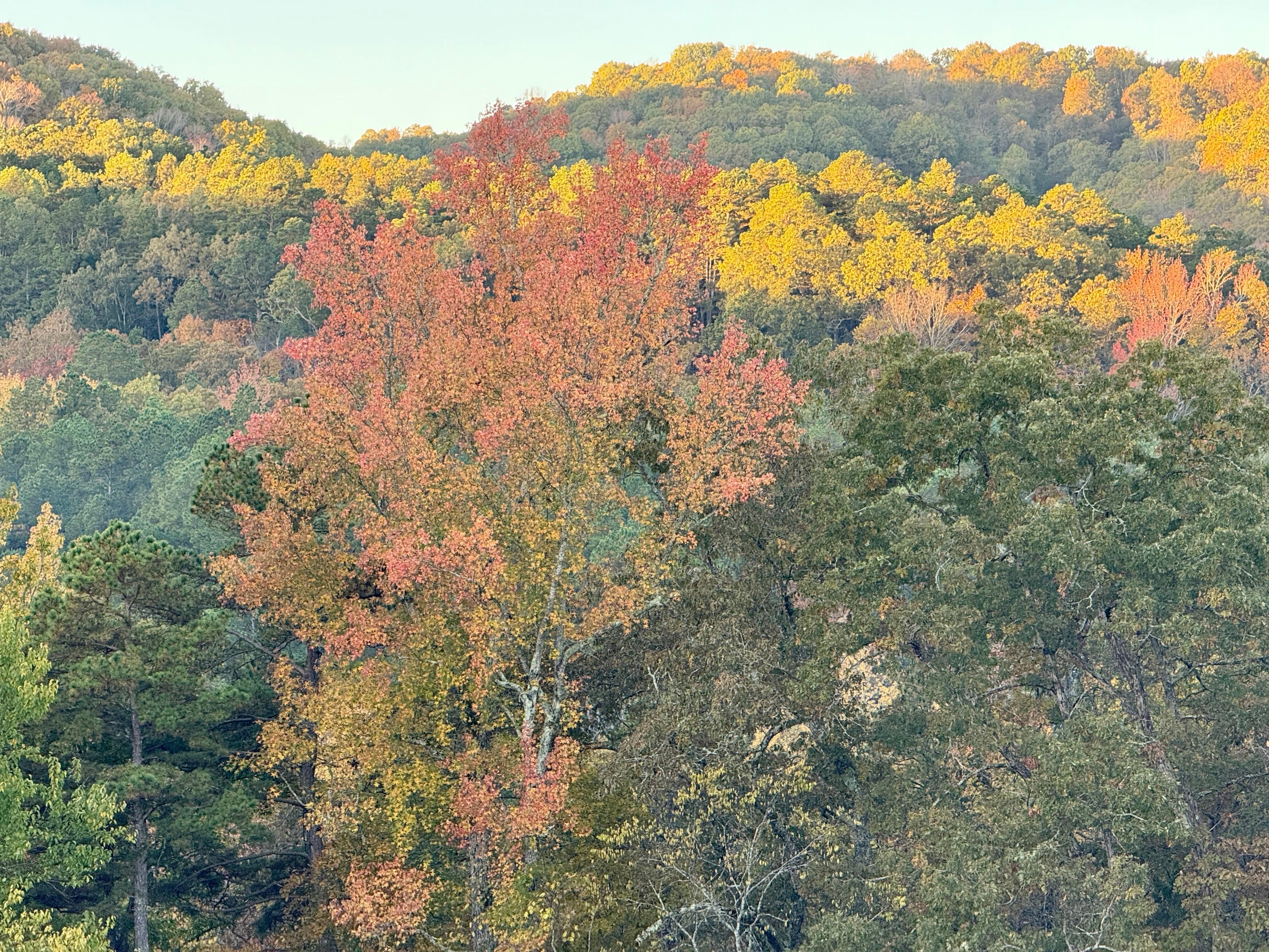 Looking off the front porch early in the morning as the sun coming up