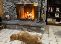 Dogs loved property.