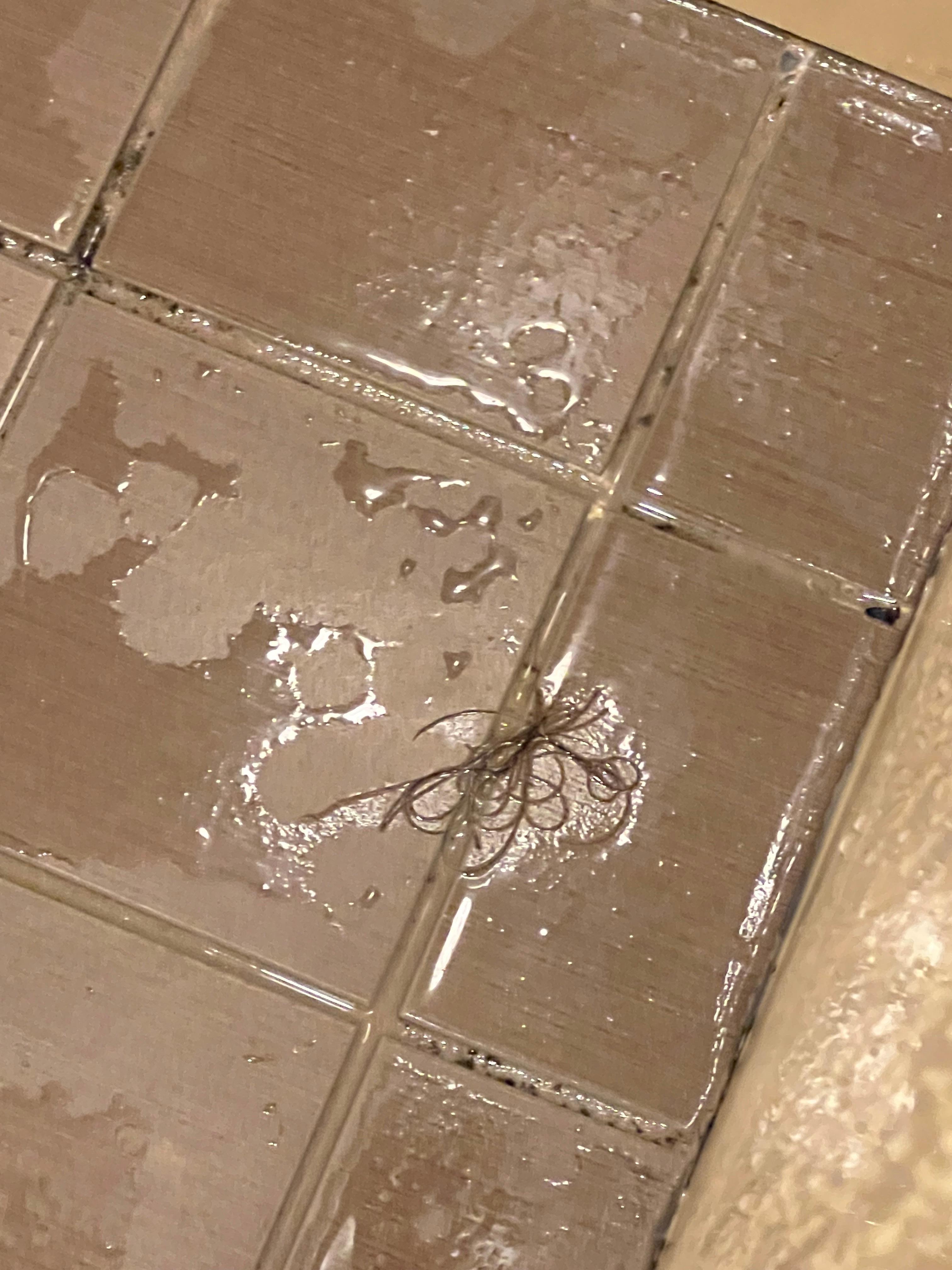 Hair or bug in the shower before use