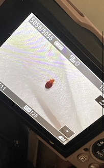 Bed bug found on bed. We found four on us