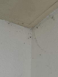 Spider webs in corners or the living area