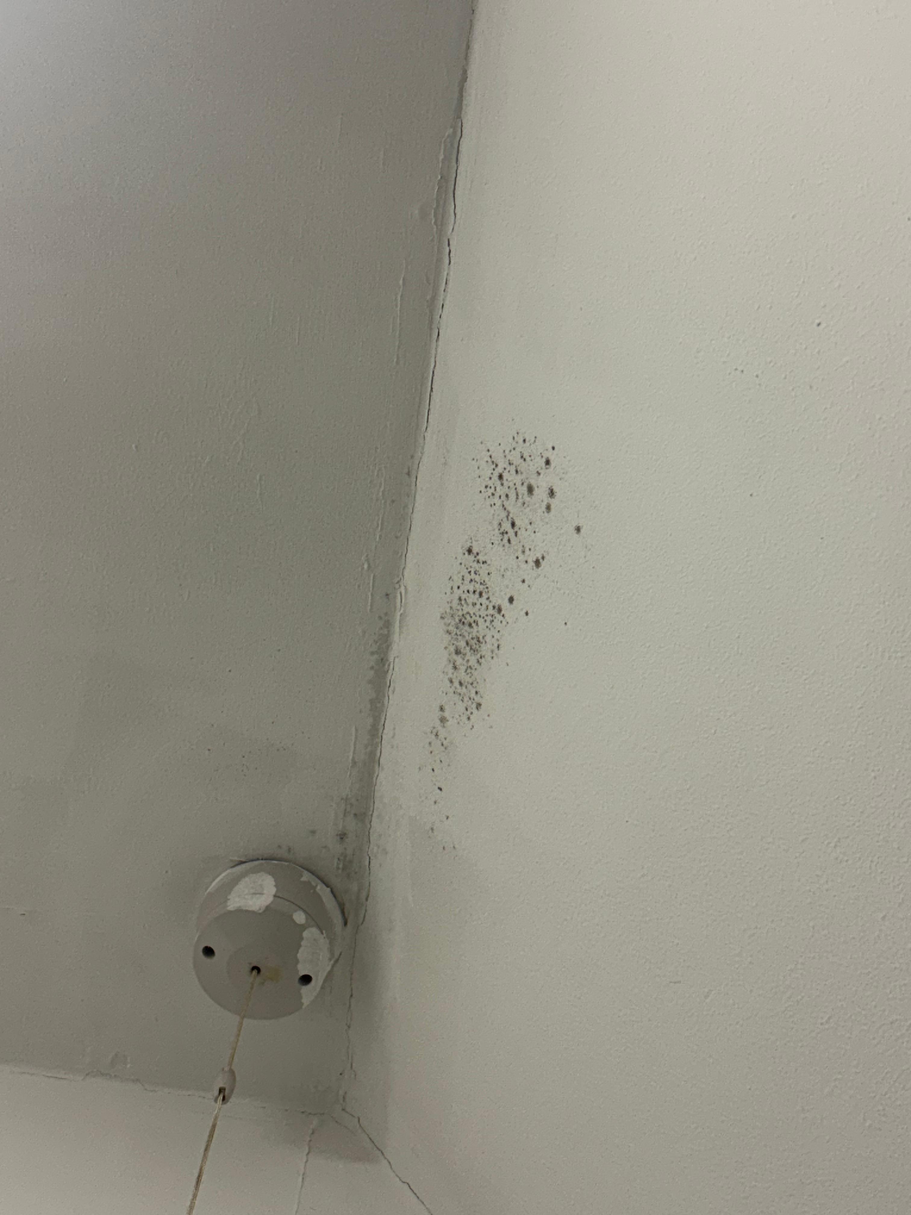 Mold on the wall