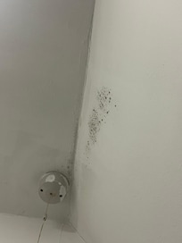 Mold on the wall