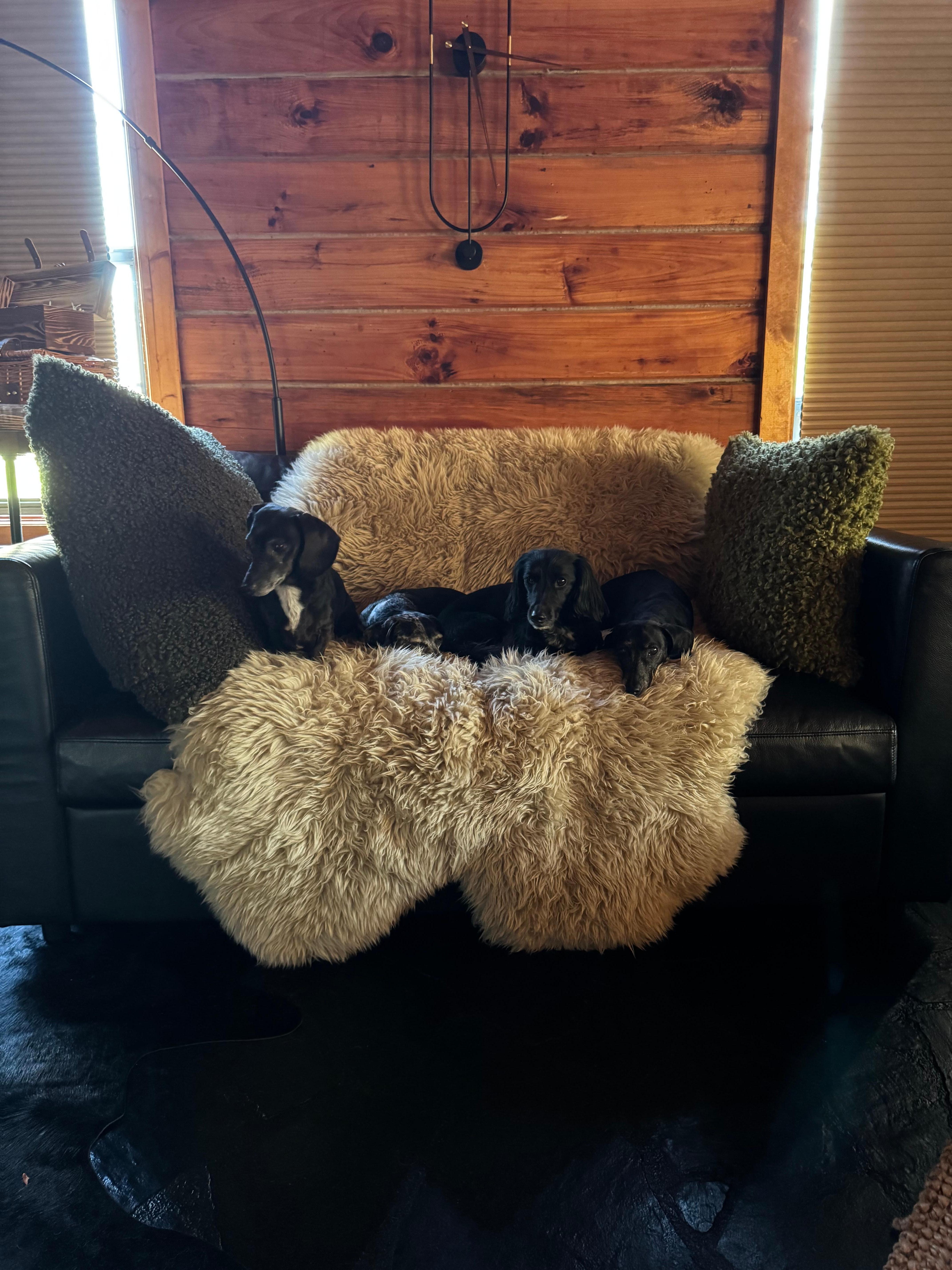 Our 4 dachshunds loved it as well!!