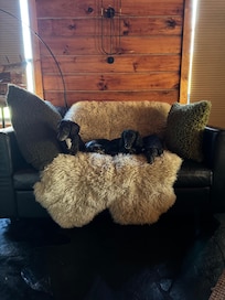 Our 4 dachshunds loved it as well!!