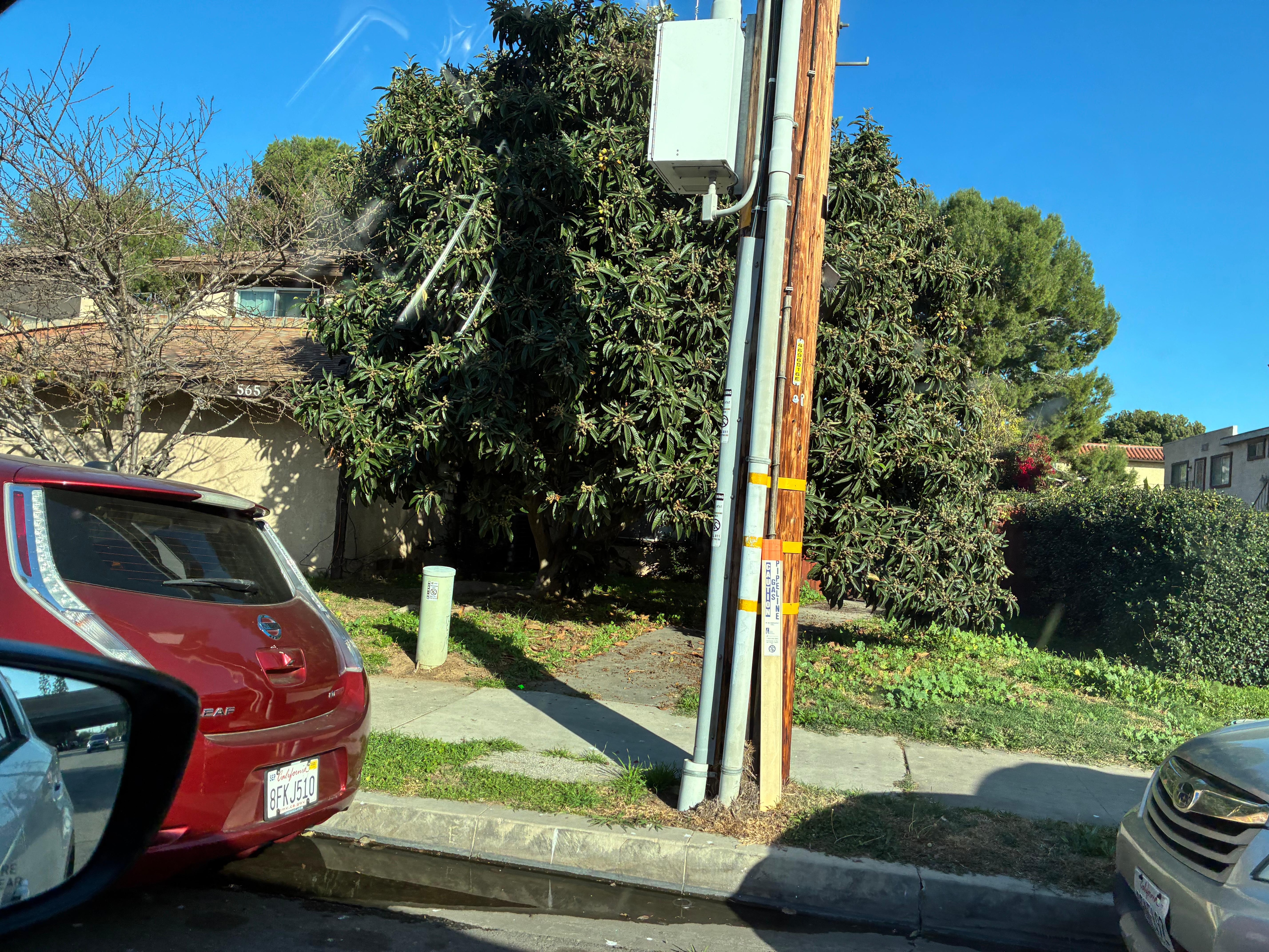 The tree blocked the walkway