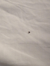 bed bug crawling on bed