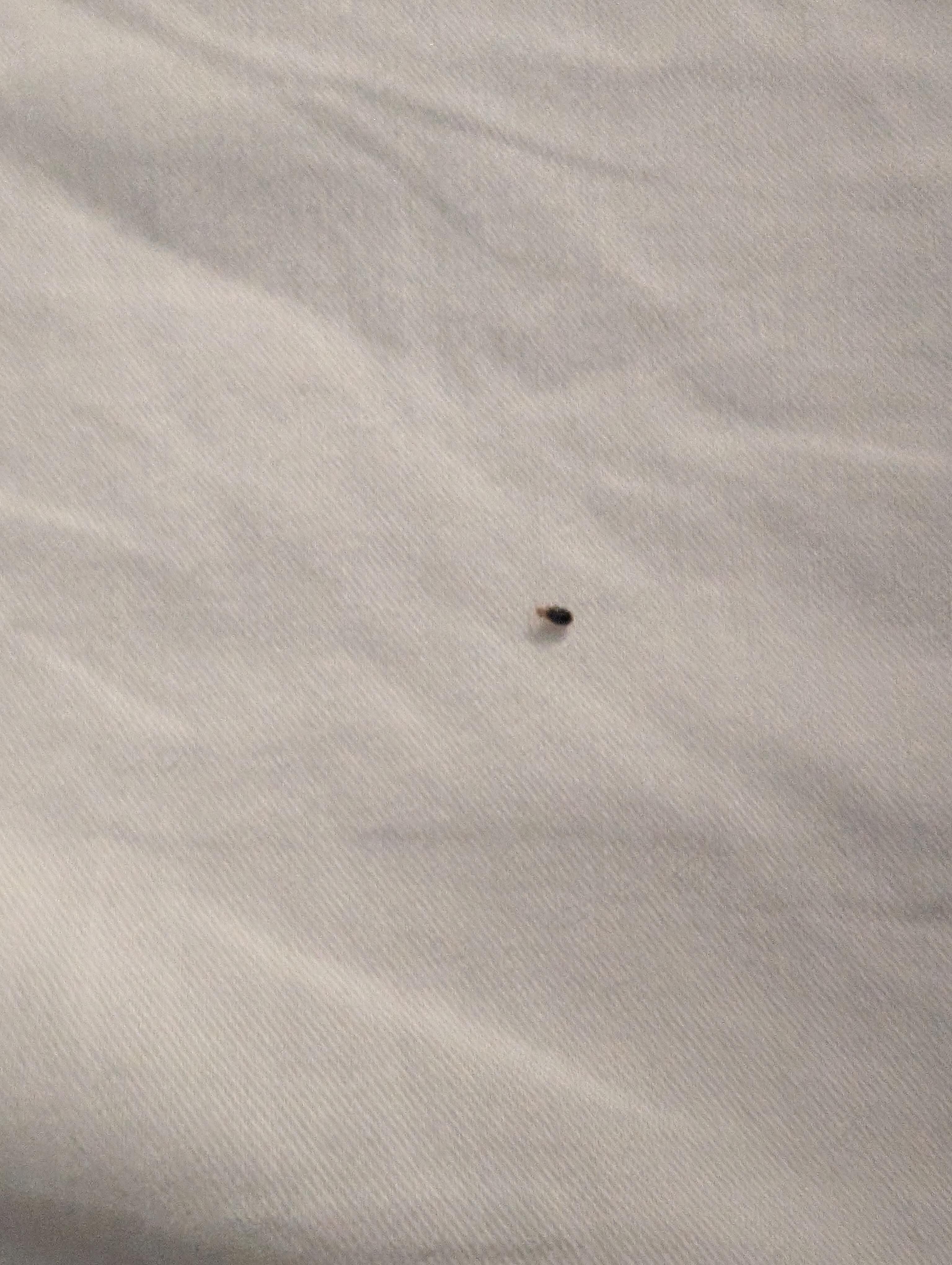 bed bug crawling on bed