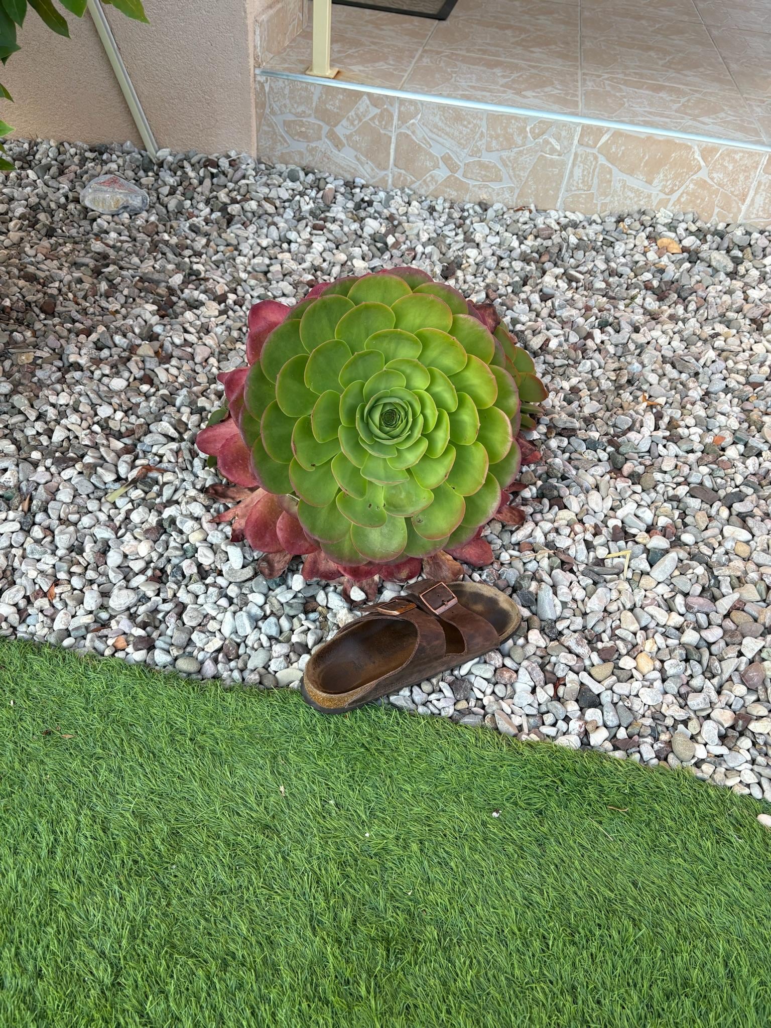 Beautiful succulent on the property