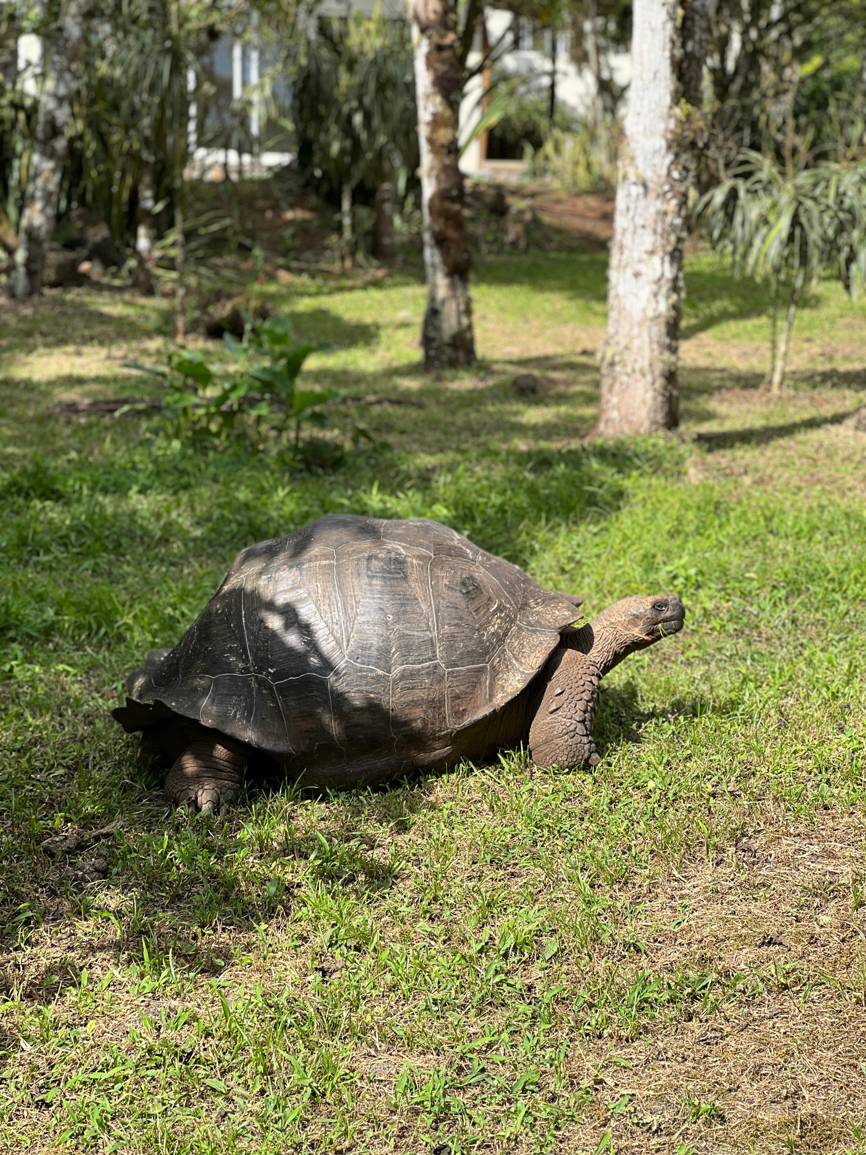 The second turtle we saw on the property 🙌🏼