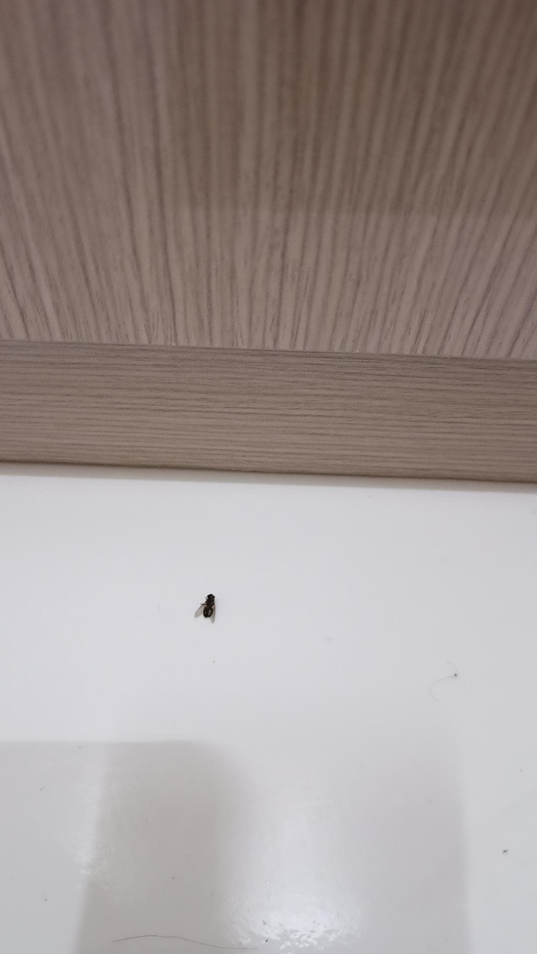 Dead Fly
