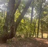 Peaceful setting