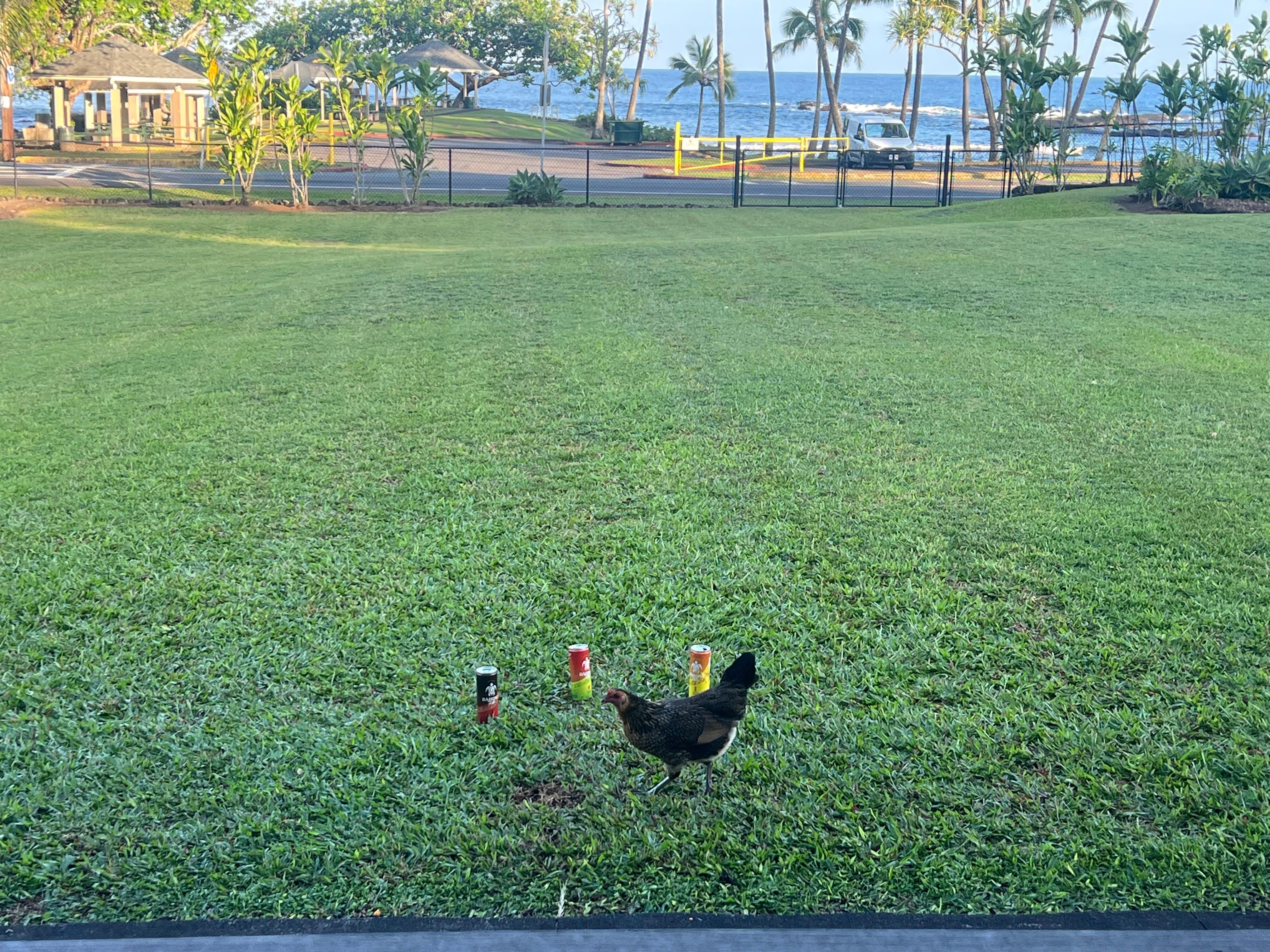 The chickens are great! 