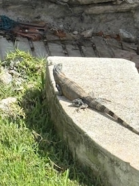 Lizard commonly found here. Harmless though